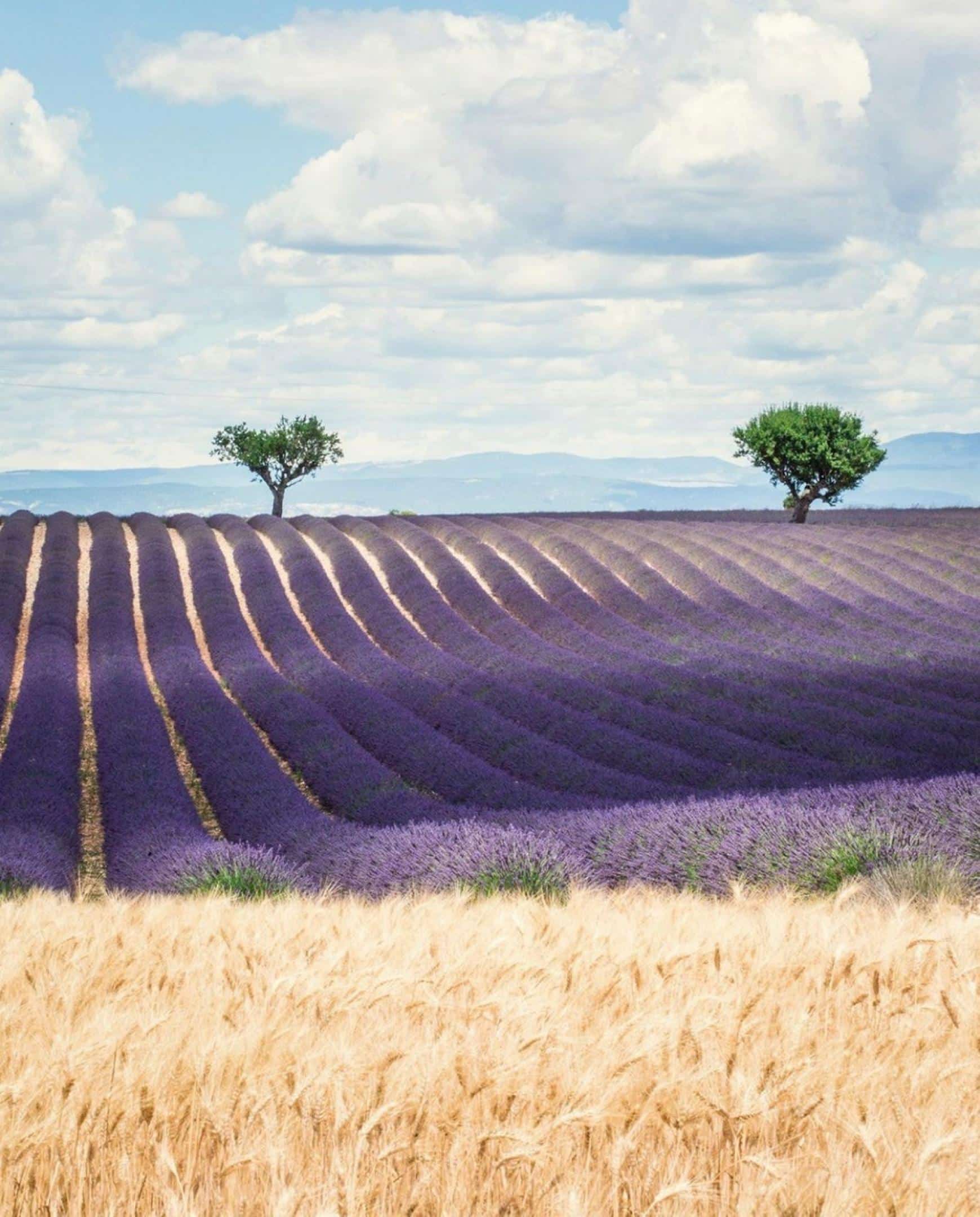 Weekend between girls | | Hotel Crillon le Brave | Provence