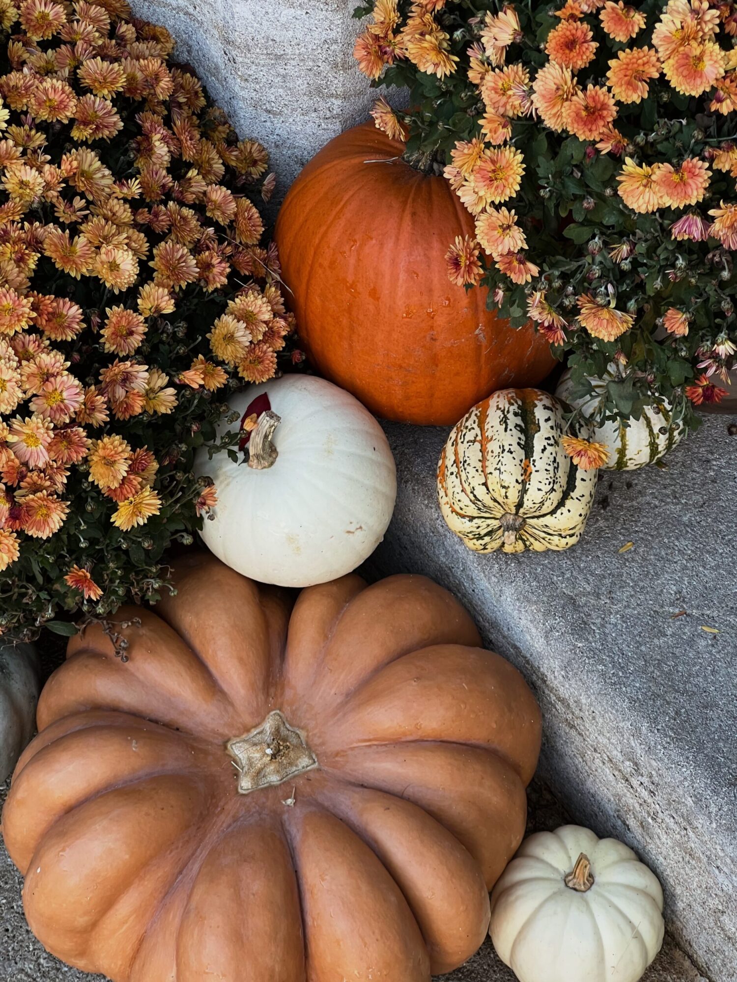 Halloween citrouille crillon le brave